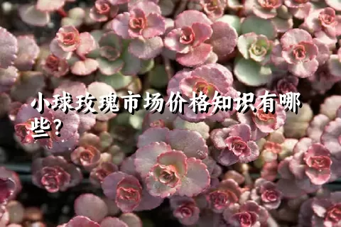 小球玫瑰市场价格知识有哪些？