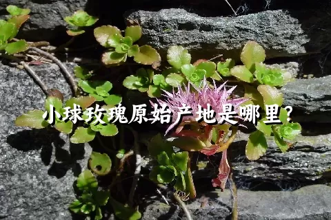 小球玫瑰原始产地是哪里？
