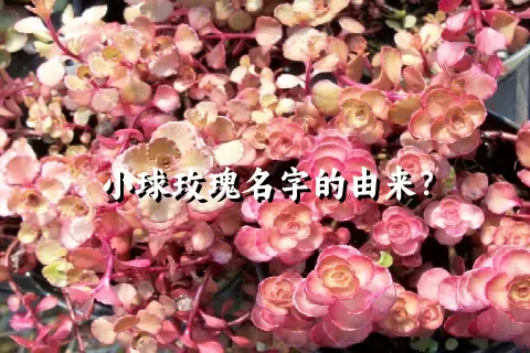 小球玫瑰名字的由来？