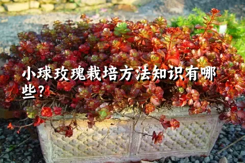 小球玫瑰栽培方法知识有哪些？