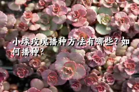 小球玫瑰播种方法有哪些？如何播种？