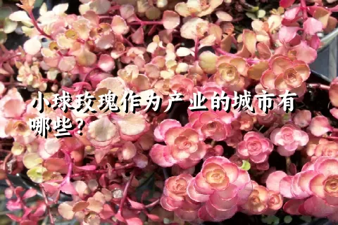 小球玫瑰作为产业的城市有哪些？