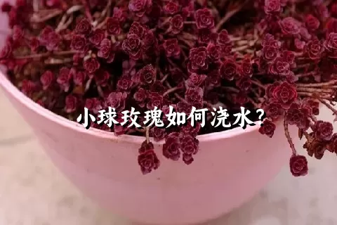 小球玫瑰如何浇水？