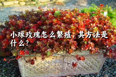 小球玫瑰怎么繁殖，其方法是什么？