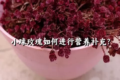 小球玫瑰如何进行营养补充？