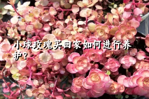 小球玫瑰买回家如何进行养护？