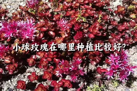 小球玫瑰在哪里种植比较好？