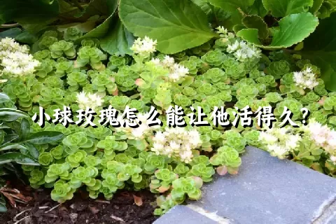 小球玫瑰怎么能让他活得久？