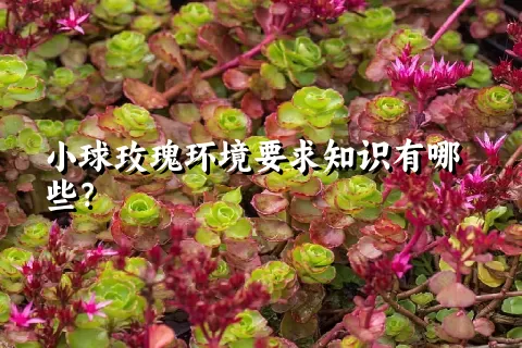 小球玫瑰环境要求知识有哪些？