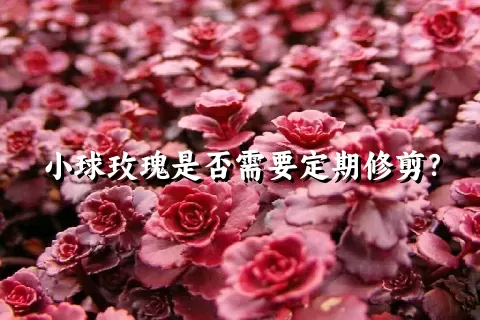 小球玫瑰是否需要定期修剪？