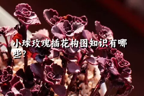 小球玫瑰插花构图知识有哪些？