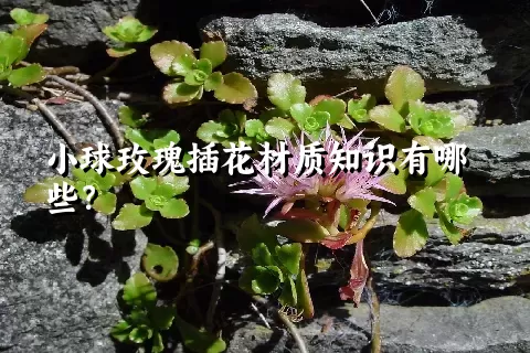 小球玫瑰插花材质知识有哪些？
