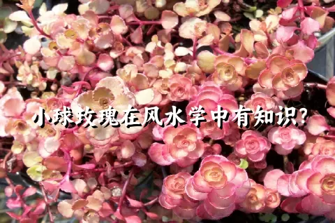 小球玫瑰在风水学中有知识？