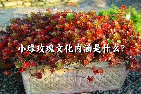 小球玫瑰文化内涵是什么？