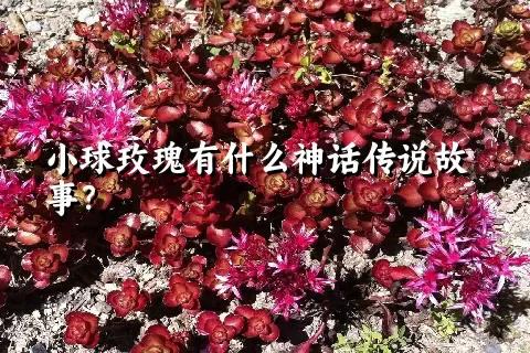 小球玫瑰有什么神话传说故事？