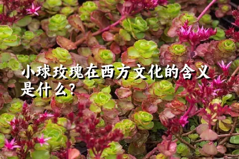 小球玫瑰在西方文化的含义是什么？