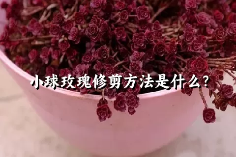 小球玫瑰修剪方法是什么？