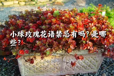小球玫瑰花语禁忌有吗？是哪些？