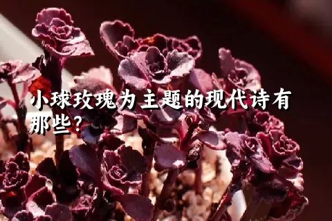小球玫瑰为主题的现代诗有那些？