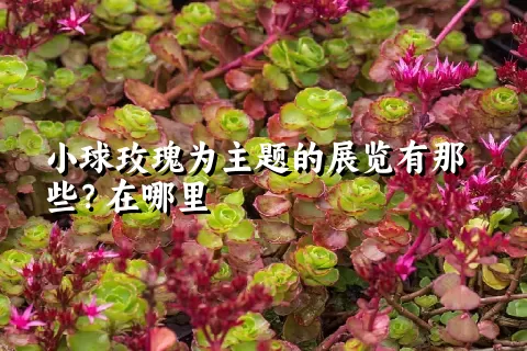 小球玫瑰为主题的展览有那些？在哪里