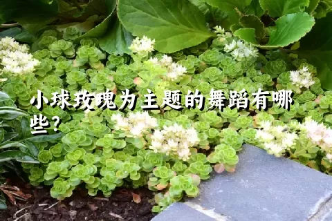 小球玫瑰为主题的舞蹈有哪些？