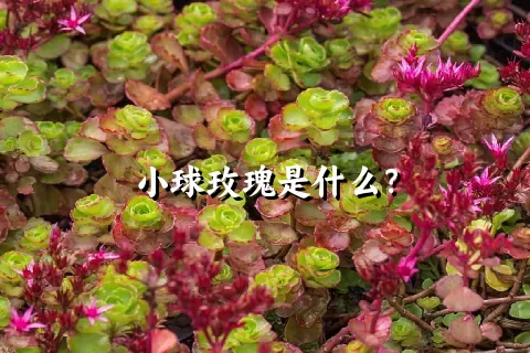 小球玫瑰是什么？