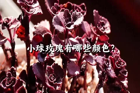 小球玫瑰有哪些颜色？