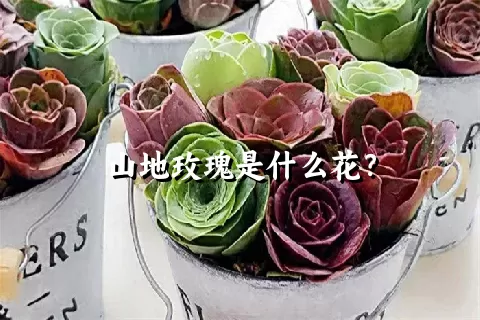 山地玫瑰是什么花？