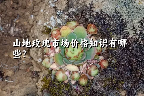 山地玫瑰市场价格知识有哪些？