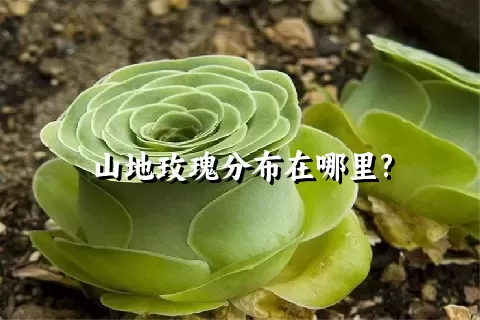 山地玫瑰分布在哪里?