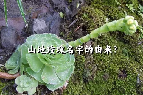 山地玫瑰名字的由来？