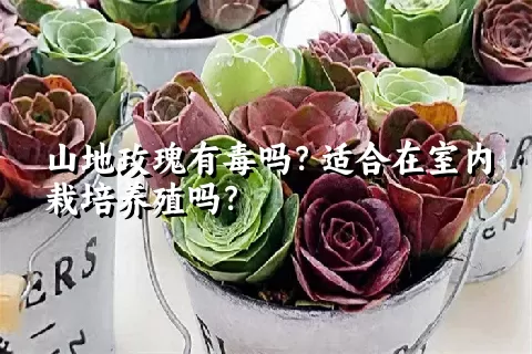 山地玫瑰有毒吗？适合在室内栽培养殖吗？