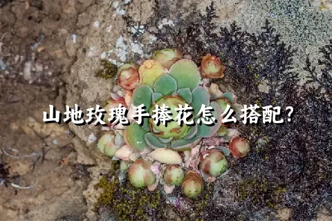 山地玫瑰手捧花怎么搭配？
