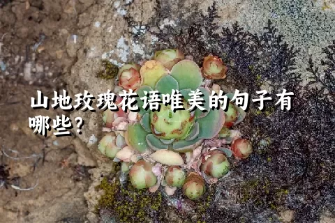 山地玫瑰花语唯美的句子有哪些？
