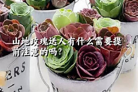 山地玫瑰送人有什么需要提前注意的吗？