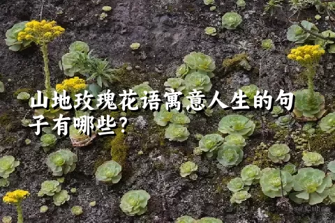 山地玫瑰花语寓意人生的句子有哪些？