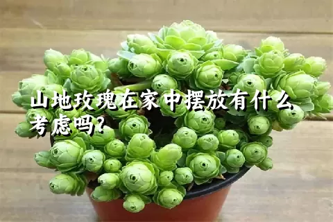 山地玫瑰在家中摆放有什么考虑吗？