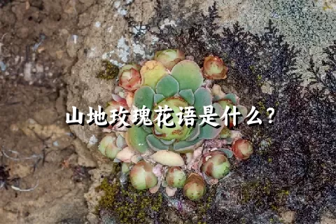 山地玫瑰花语是什么？