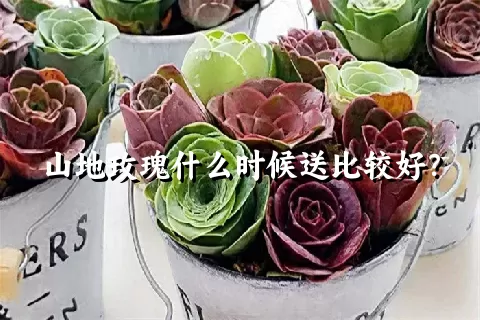 山地玫瑰什么时候送比较好？