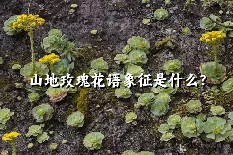 山地玫瑰花语象征是什么？