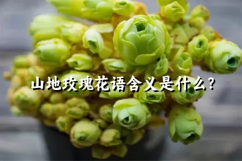 山地玫瑰花语含义是什么？