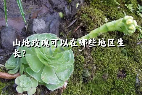 山地玫瑰可以在哪些地区生长？