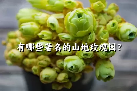 有哪些著名的山地玫瑰园？