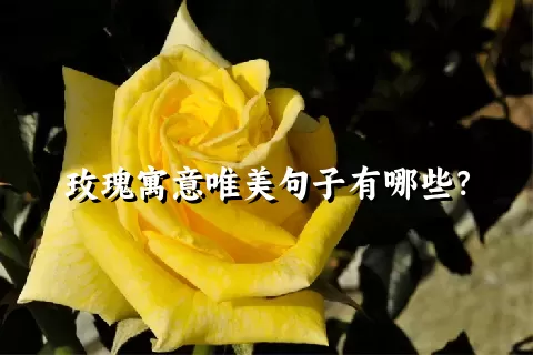 玫瑰寓意唯美句子有哪些？