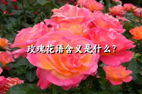 玫瑰花语含义是什么？