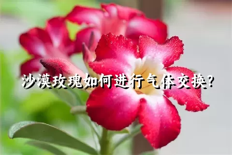 沙漠玫瑰如何进行气体交换？