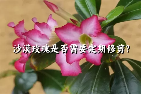沙漠玫瑰是否需要定期修剪？