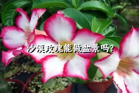沙漠玫瑰能做盆景吗？