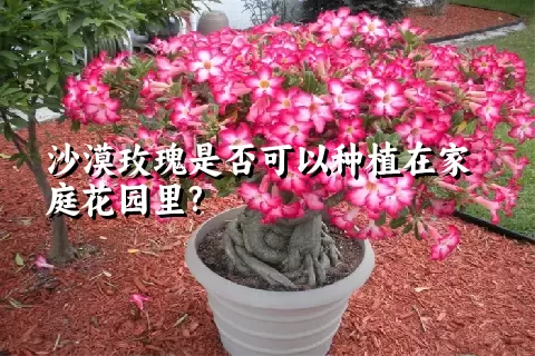 沙漠玫瑰是否可以种植在家庭花园里?