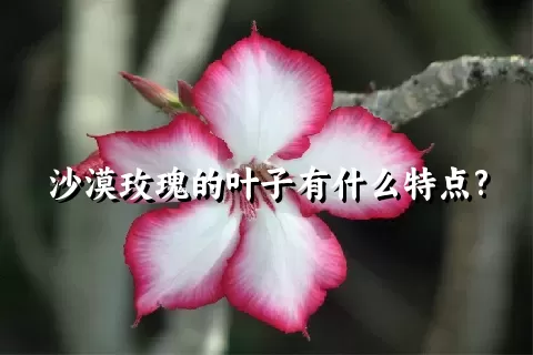 沙漠玫瑰的叶子有什么特点?